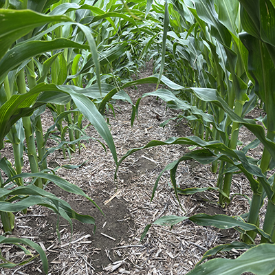 Bruce Olson’s field treated with Acuron® corn herbicide