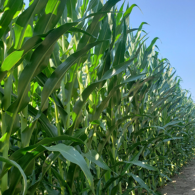 Evan Hamilton’s field treated with Acuron® corn herbicide
